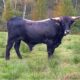 Auerochse Taurusrind Bulle