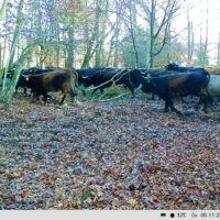 Miniaturansicht für das Anzeigenbild