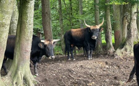 28. Mitgliederversammlung am 30. und 31. August 2025 in 83119 Obing, Bayern